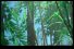 poster-4683-nikoline-tarzan-cocu-68x45