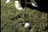 poster-6241-club-med-club-mediterranee-centre-de-vacances-le-golf-68x45