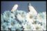 poster-6252-nouvelles-galeries-boutique-bonheur-les-oiseaux-68x45