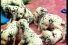 poster-6335-rai-dogs-68x45