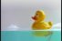 poster-6426-abb-the-duck-68x45