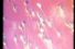 poster-6534-swatch-st-valentin-spermatozoide-68x45