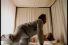 poster-6617-dunlopillo-le-singe-68x45