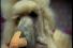 poster-6736-ariston-dogs-68x45