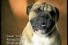 poster-691-cesar-tel-chien-tel-maitre-68x45