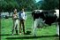poster-7441-msn-com-la-vache-68x45