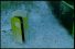 poster-7595-challenge-tv-les-glacons-68x45