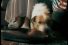 poster-795-nabob-puppy-68x45