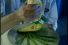 poster-8732-benedicta-mayonnaise-la-guitare-68x45