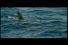 poster-9141-hollywood-kids-calcium-requin-68x45