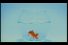 poster-9484-droits-et-libertes-ligue-des-droits-de-l-homme-le-poisson-rouge-68x45