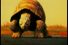 poster-9653-brahma-turtle-68x45