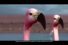 poster-25734-quilmes-mixxtail-mojito-flamingos-68x45