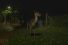 poster-25750-canon-eos-c500-eos-c300-urban-deer-68x45