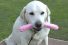 poster-25797-confidante-home-testing-kit-sniffers-68x45