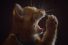 poster-25878-friskies-regarding-the-big-game-68x45