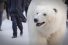 poster-25899-fortitude-polar-bear-roams-london-68x45