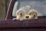 poster-25926-first-bank-puppies-for-sale-68x45