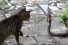 poster-26033-whiskas-wwf-protection-animaux-epic-cat-fails-68x45