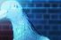poster-26084-virgin-money-pigeon-68x45