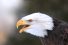 poster-26155-land-rover-genuine-parts-eagle-68x45