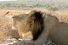 poster-26157-land-rover-genuine-parts-lion-68x45