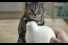 poster-26565-cravendale-cats-with-thumbs-68x45