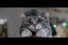 poster-26593-sainsbury-s-mog-s-christmas-calamity-68x45