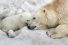 poster-26614-wwf-une-planete-pour-tous-68x45