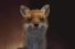 poster-26642-peta-sia-wants-to-free-the-animal-68x45