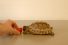 poster-26801-oneclickgiving-this-tortoise-could-save-a-life-68x45
