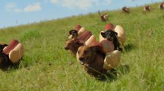 poster-26854-heinz-wiener-stampede-236x132
