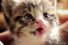 poster-26923-truth-catmageddon-68x45