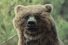 poster-26979-geico-forest-extended-version-68x45