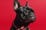 poster-27087-hindquarters-shake-your-hindquarters-68x45