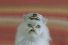 poster-27144-godaddy-cats-with-hats-68x45