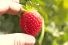 poster-27196-ad-council-anti-gaspillage-the-extraordinary-life-and-times-of-strawberry-save-the-food-68x45