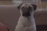 poster-27301-special-dog-sofa-68x45