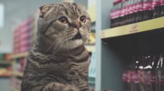 poster-27348-netto-marken-discount-netto-katzen-236x132