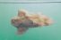 poster-27392-klarna-the-swim-68x45