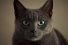 poster-27461-sheba-penguin-68x45
