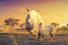 poster-27596-wildlife-conservation-film-festival-wcff-dream-68x45
