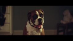 poster-27669-john-lewis-buster-the-boxer-236x132
