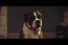 poster-27669-john-lewis-buster-the-boxer-68x45