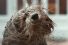 poster-28008-dulux-easycare-muddy-dog-68x45