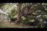 poster-28085-pedigree-treehouse-68x45