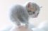 poster-28150-me-o-cats-68x45