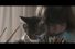 poster-28269-whiskas-iris-thula-68x45