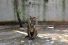 poster-28472-tiger-beer-3890-project-68x45