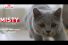 poster-28566-royal-canin-misty-68x45